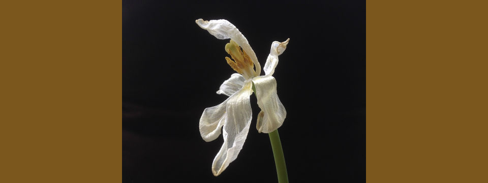 The Dying Business of Picking Stocks